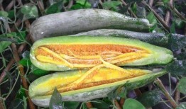 网红yp吃瓜,揭秘网红YP吃瓜背后的真相与争议