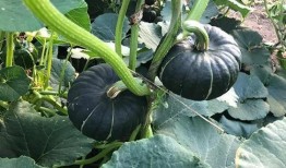 富县网红吃瓜事件真相揭秘,揭秘背后真相与争议