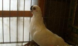 希望之鸽 在线观看,在线观看，探寻爱与希望的翅膀