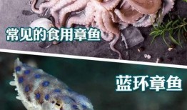 章鱼爆料最新,揭秘娱乐圈最新惊天秘密