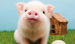 娱乐吃瓜酱猪猪视频下载,揭秘热门娱乐内容获取新方式