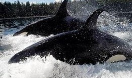 杀人鲸在线观看,揭秘杀人鲸的致命之谜
