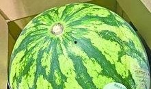 武汉免费吃瓜,免费吃瓜活动来袭，清凉一夏共享欢乐