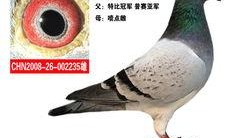 希望之鸽 在线观看,在线观看，探寻爱与希望的翅膀