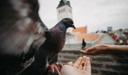 希望之鸽 在线观看,在线观看，探寻爱与希望的翅膀