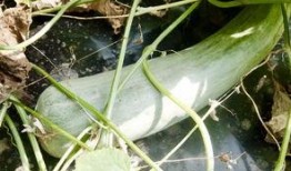 网红青蛙吃瓜群众,揭秘网络红人的幕后故事