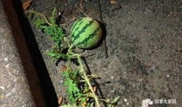 网红青蛙吃瓜群众,揭秘网络红人的幕后故事