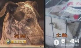 加菲最新爆料,揭秘娱乐圈不为人知的秘密