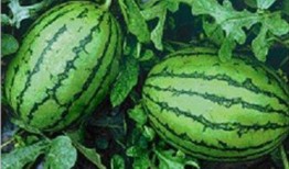 福建公务员网红吃瓜,网络走红背后的故事