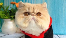 加菲最新爆料,揭秘娱乐圈不为人知的秘密