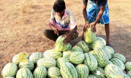 福建公务员网红吃瓜,网络走红背后的故事