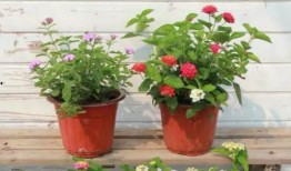 无锡饭店爆料事件视频最新,揭露惊人内幕，真相令人震惊