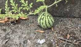 网红青蛙吃瓜群众,揭秘网络红人的幕后故事