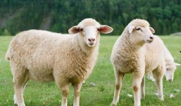 娱乐吃瓜酱羊羊,羊羊酱带你领略娱乐圈风云变幻