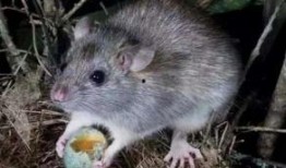 娱乐吃瓜酱灭鼠,揭秘灭鼠背后的趣味故事