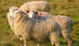 娱乐吃瓜酱羊羊,羊羊酱带你领略娱乐圈风云变幻